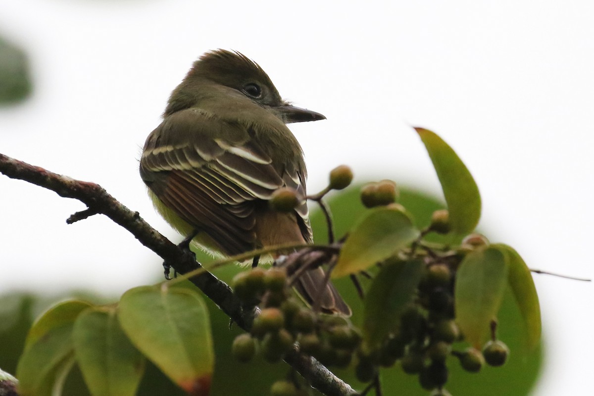 オオヒタキモドキ - ML627806250