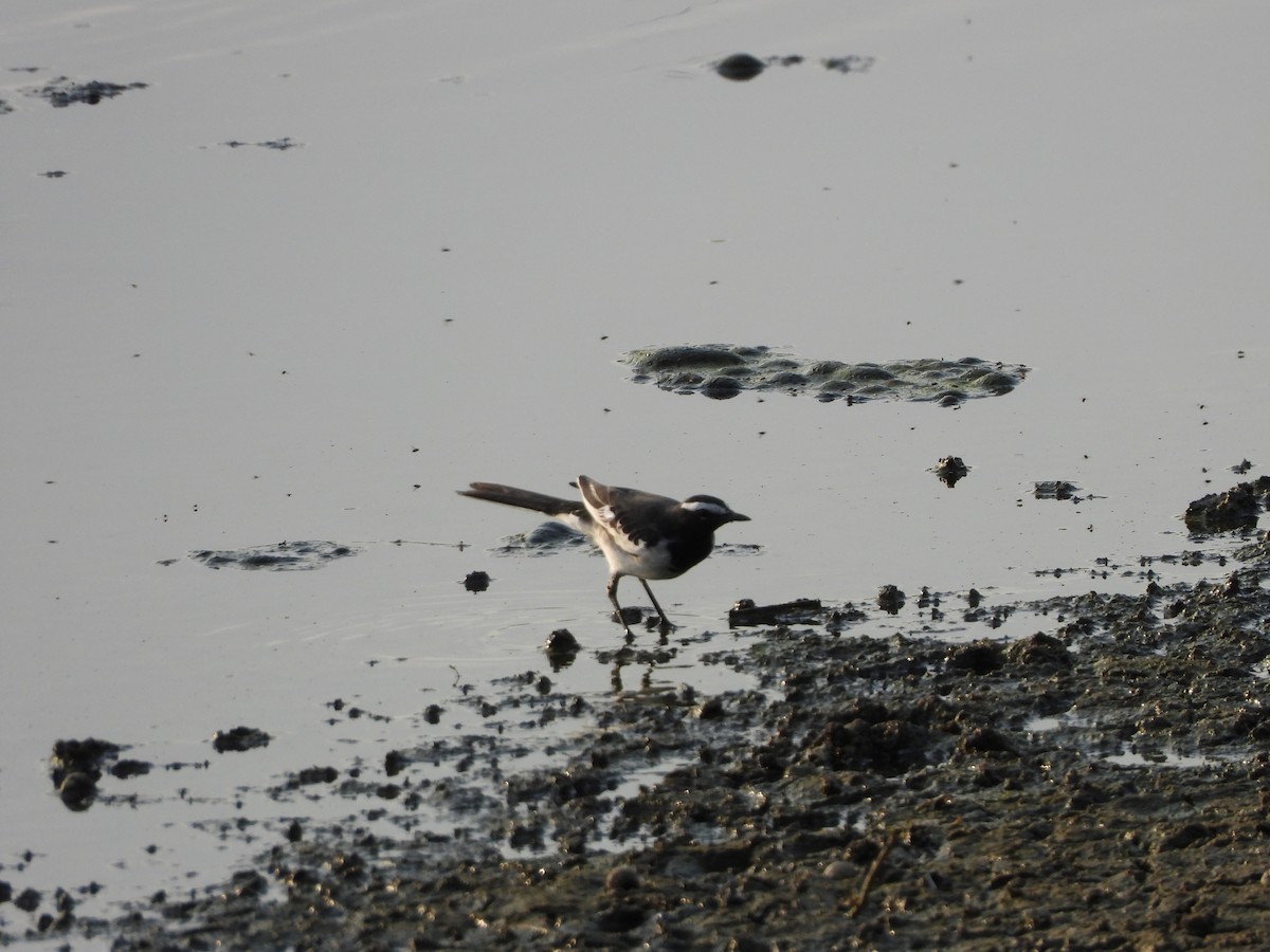 White-browed Wagtail - ML627806263