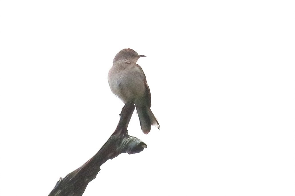 マネシツグミ - ML627806267