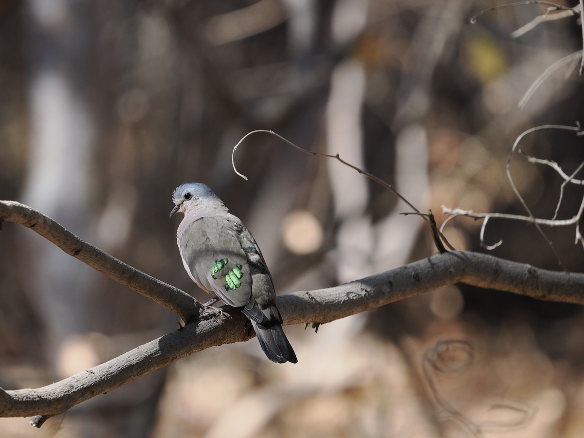 Emerald-spotted Wood-Dove - ML627806309