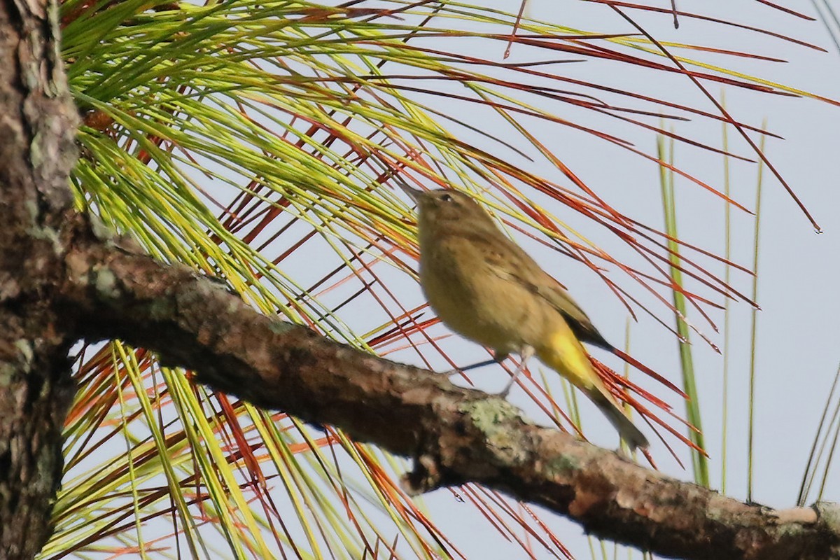 ヤシアメリカムシクイ - ML627806322