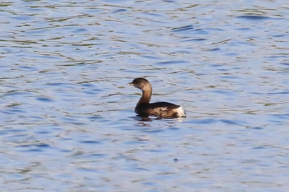 オビハシカイツブリ - ML627806376