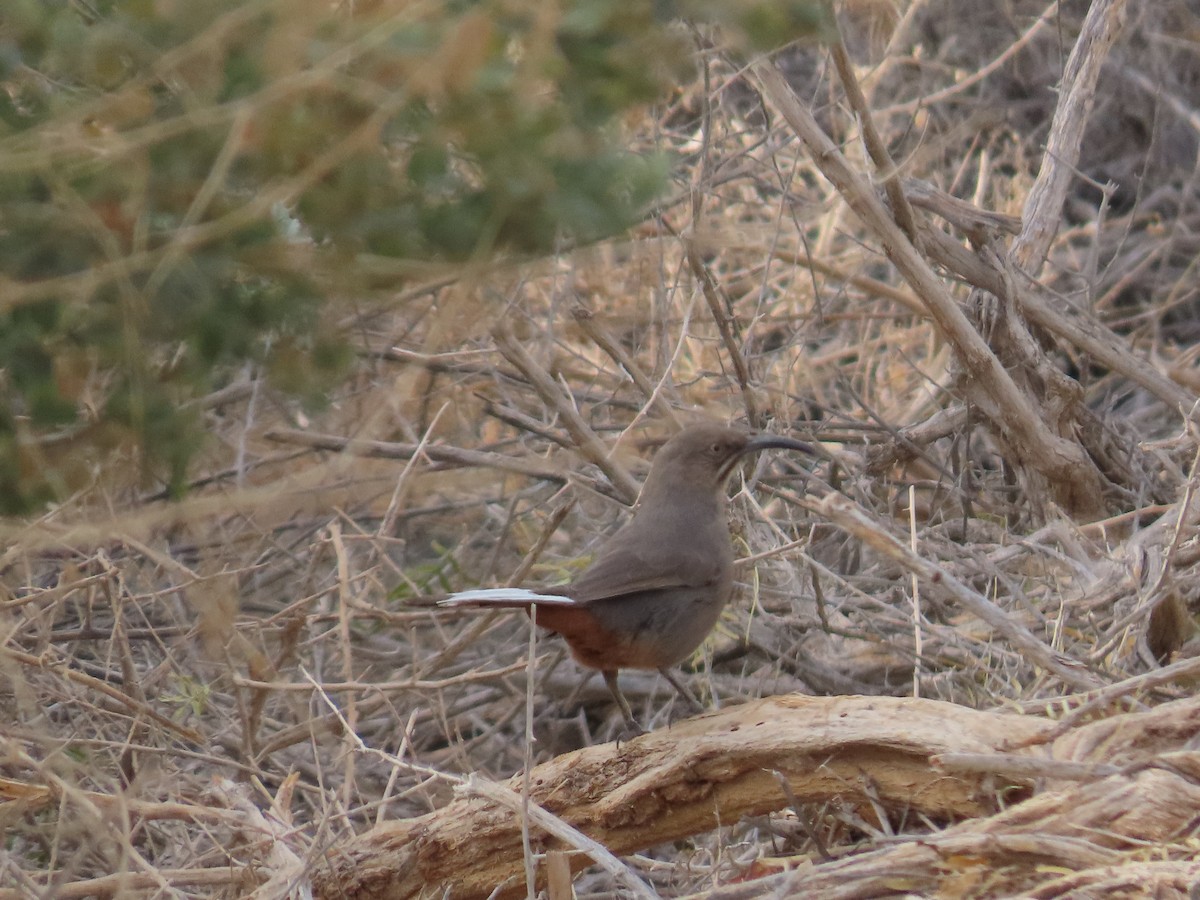 Crissal Thrasher - ML627806400