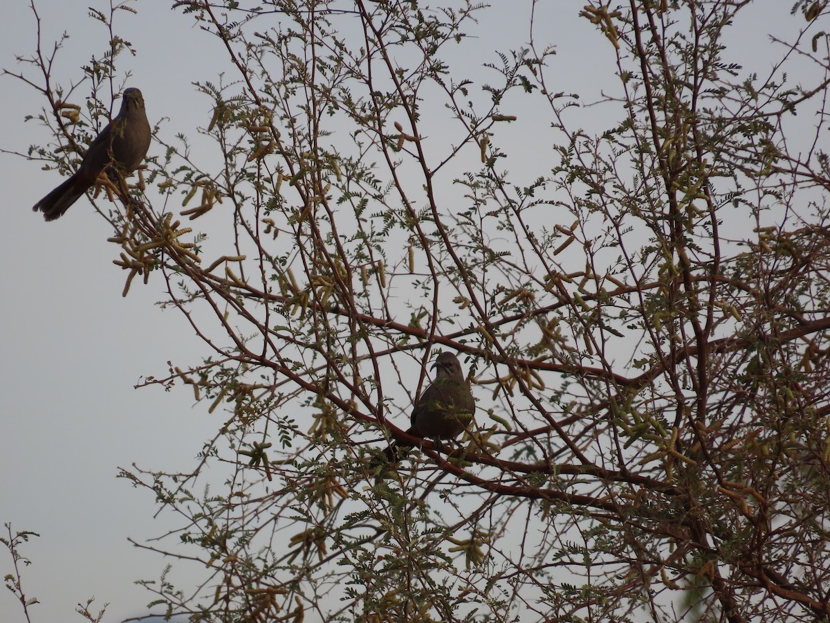 Crissal Thrasher - ML627806402