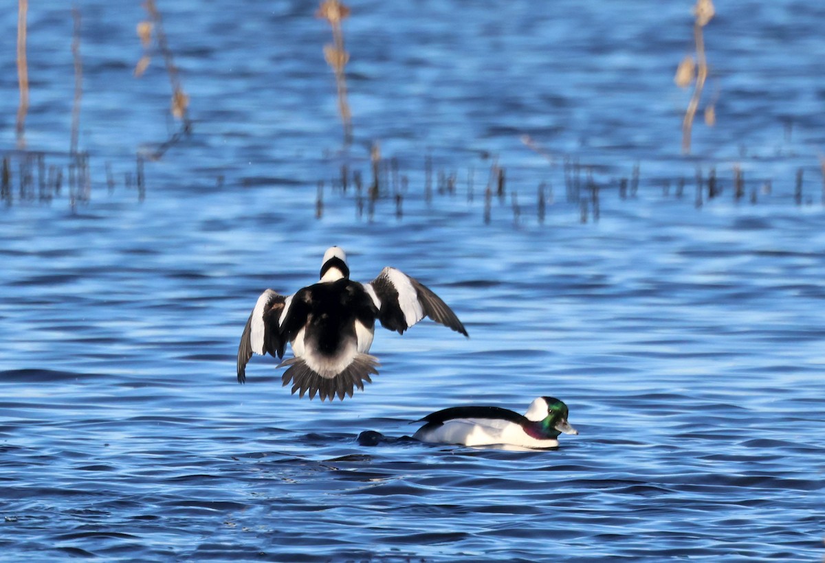 Bufflehead - ML627806430