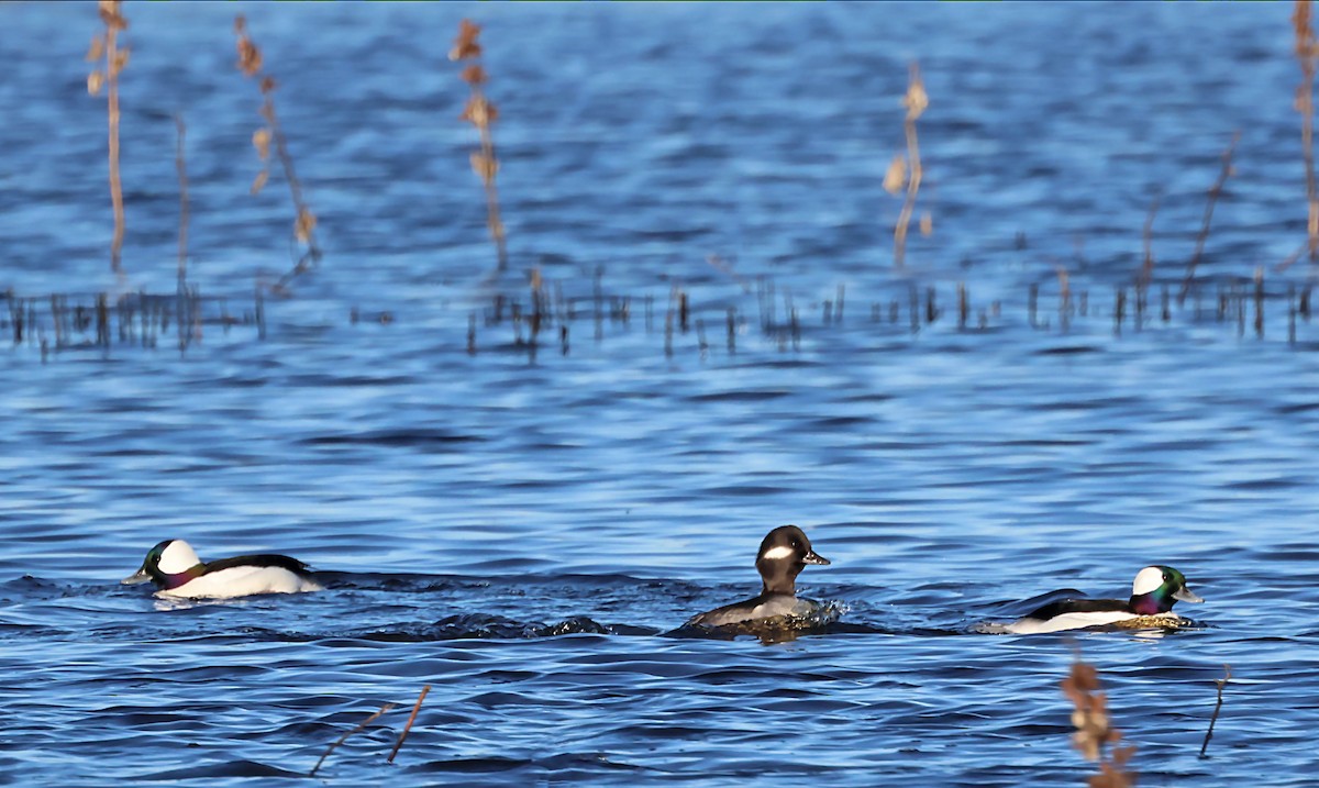 Bufflehead - ML627806440