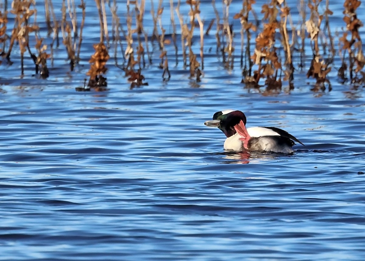 Bufflehead - ML627806441