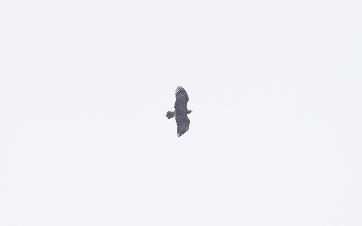 Imperial Eagle - ML627806460
