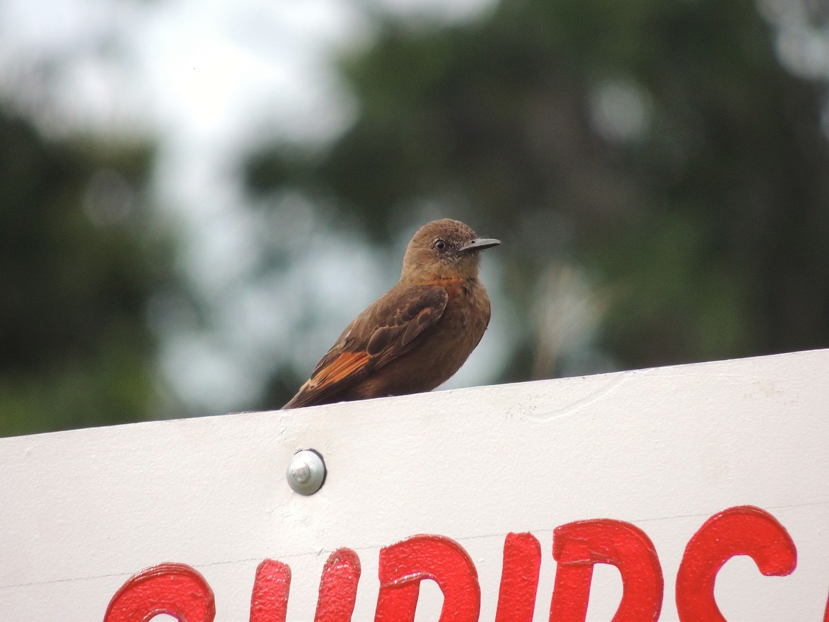 Cliff Flycatcher - ML627806522