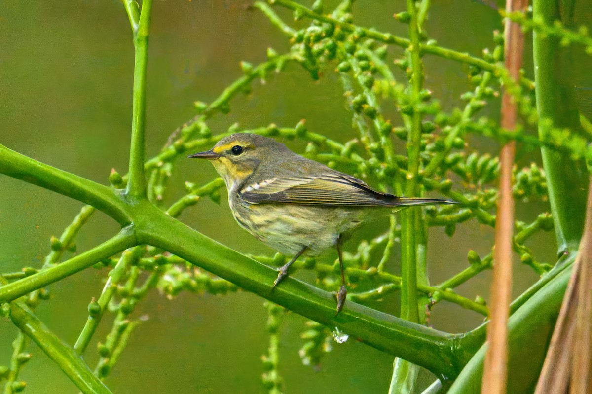 Cape May Warbler - ML627806529