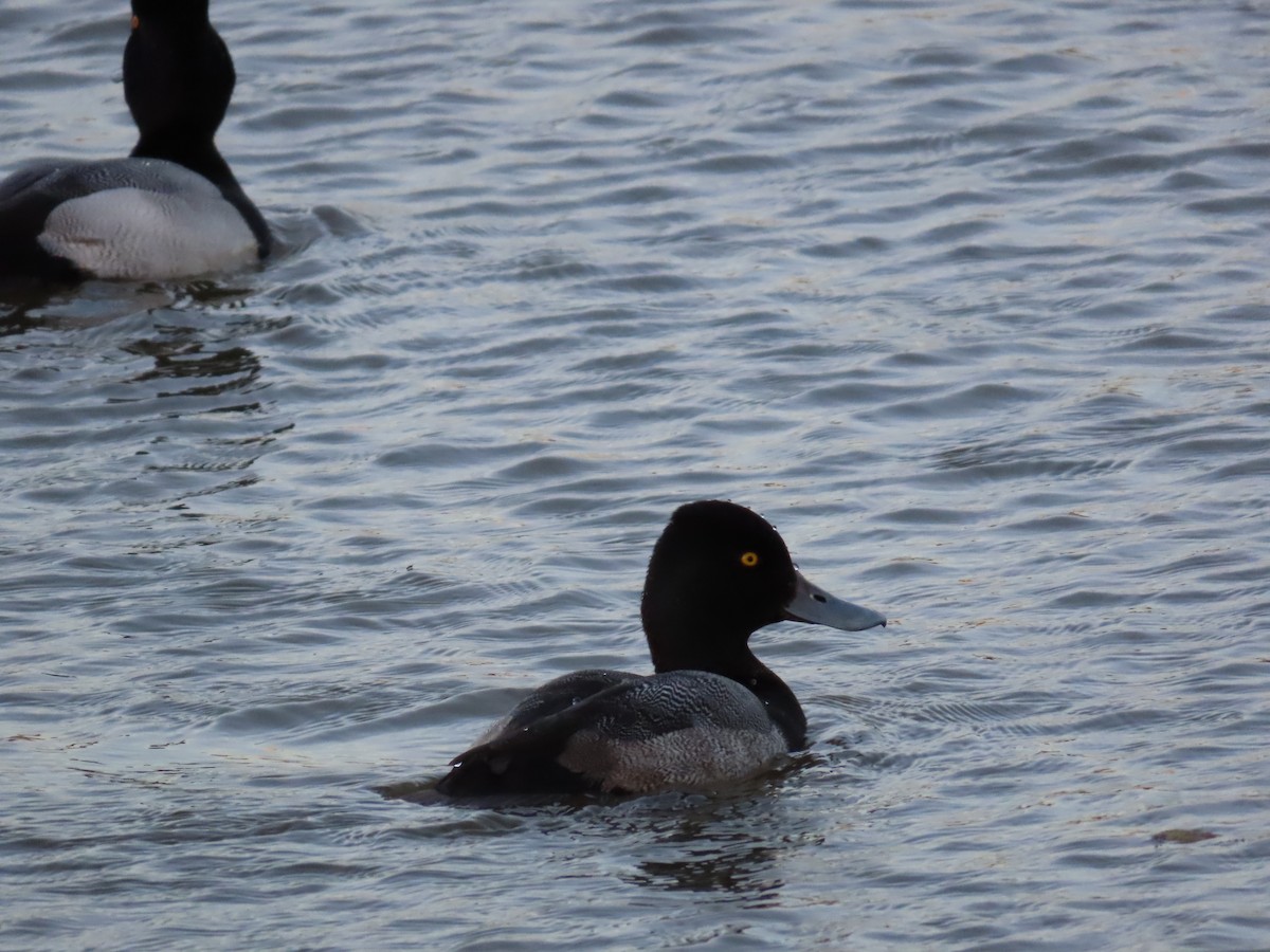 Lesser Scaup - ML627806549