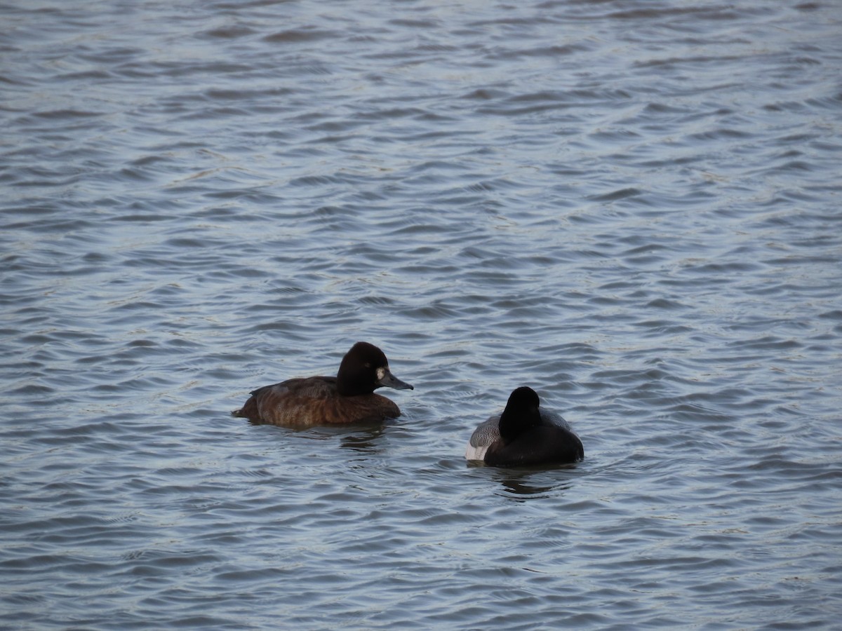 Lesser Scaup - ML627806550