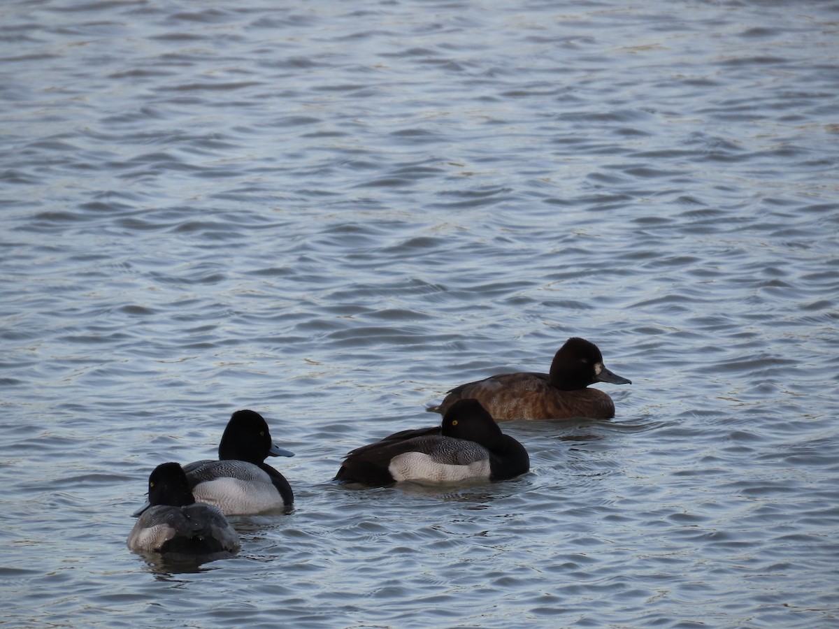 Lesser Scaup - ML627806551