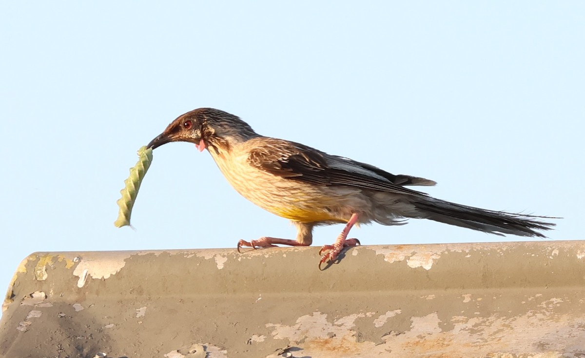 Red Wattlebird - ML627806612