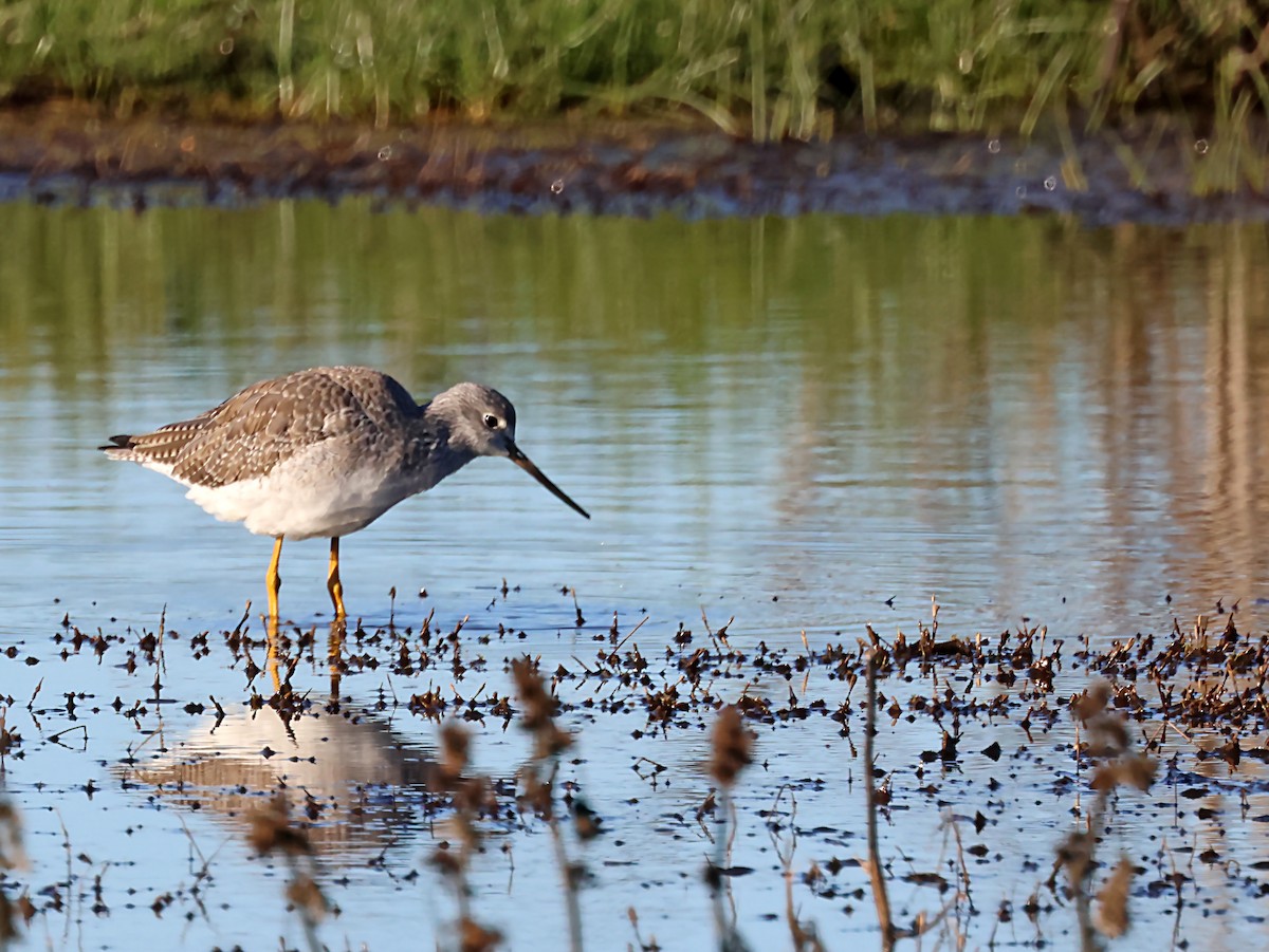 Коловодник строкатий - ML627806636