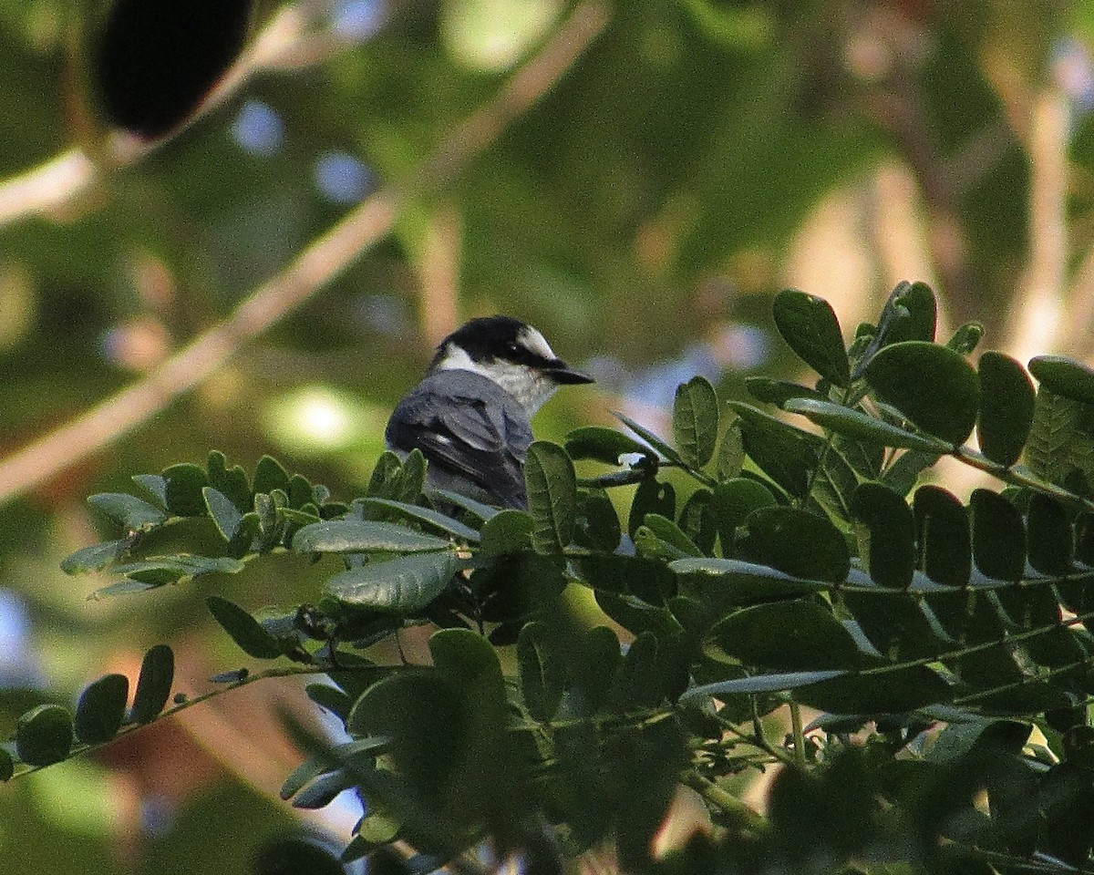 Minivet cendré - ML627806847