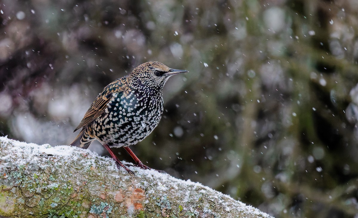 Хар тодол - ML627806850