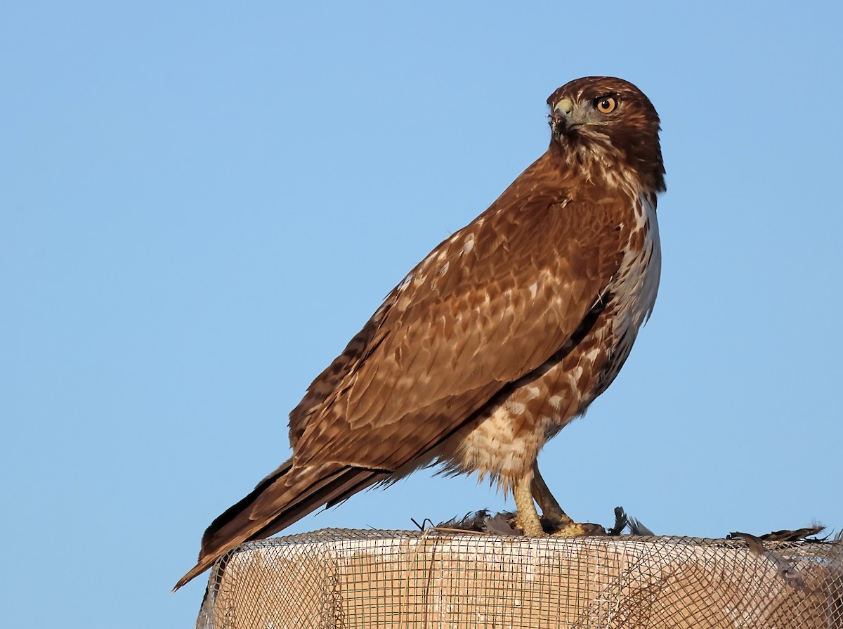 Red-tailed Hawk - ML627806851