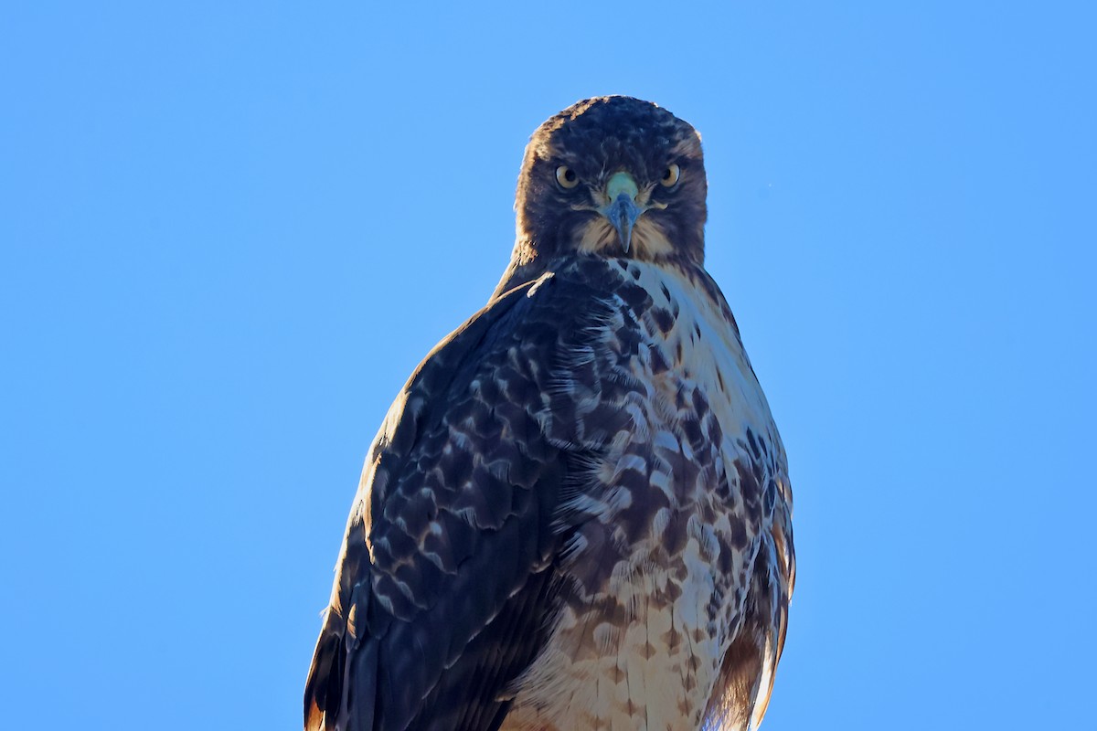 Red-tailed Hawk - ML627806871