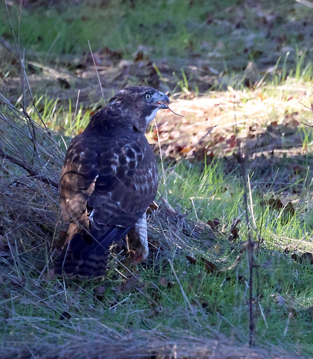 Red-tailed Hawk - ML627806884