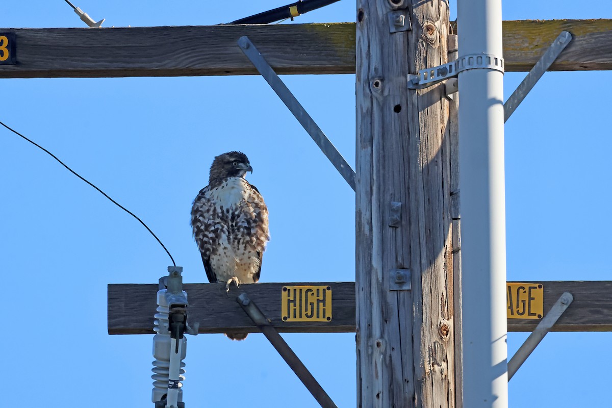 Red-tailed Hawk - ML627806900