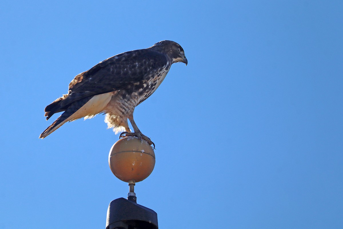 Red-tailed Hawk - ML627806907