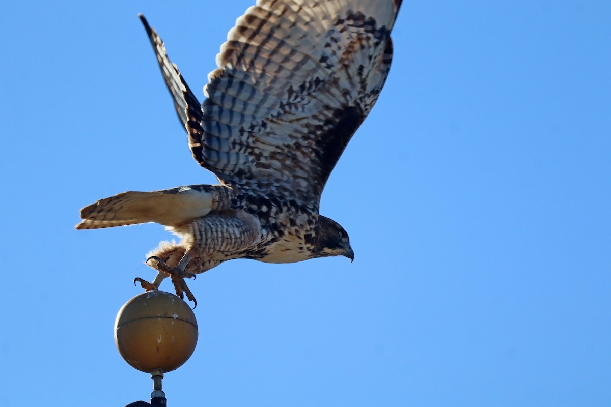 Red-tailed Hawk - ML627806919