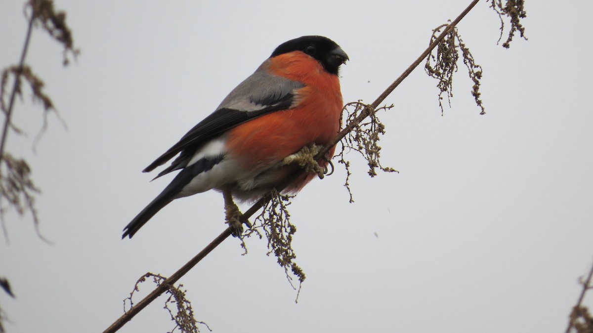 Eurasian Bullfinch - ML627806922