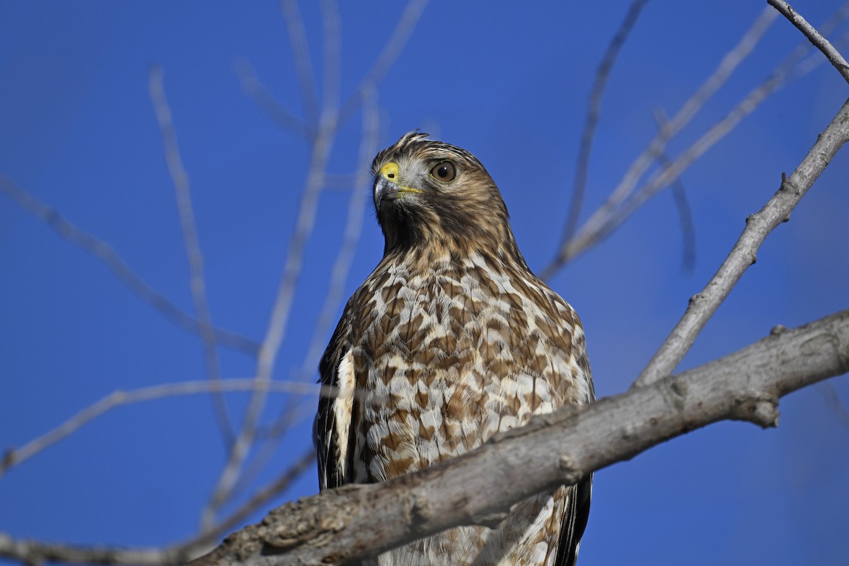 Red-tailed Hawk - ML627806934