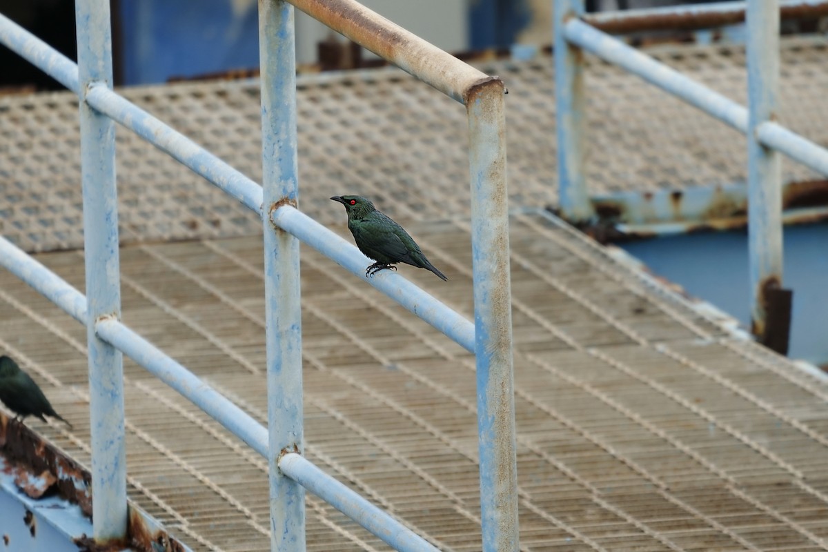 Asian Glossy Starling - ML627807037