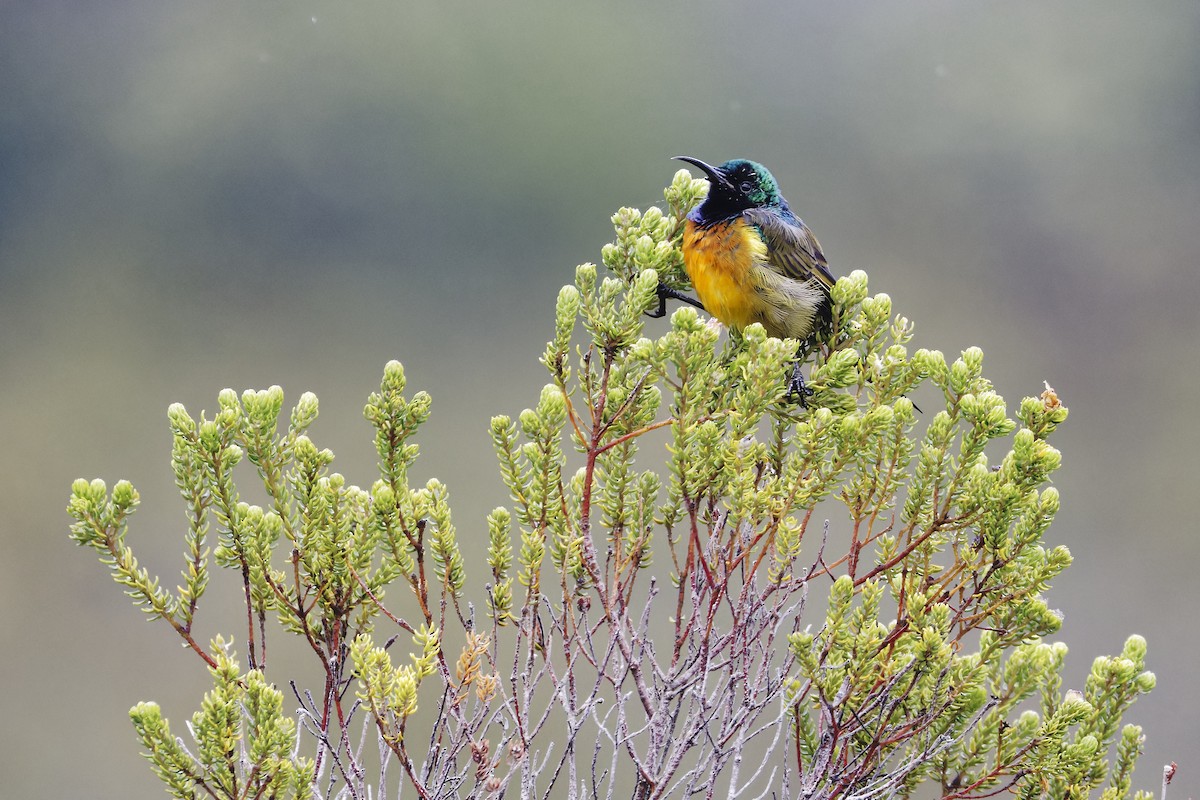 Orange-breasted Sunbird - ML627807050