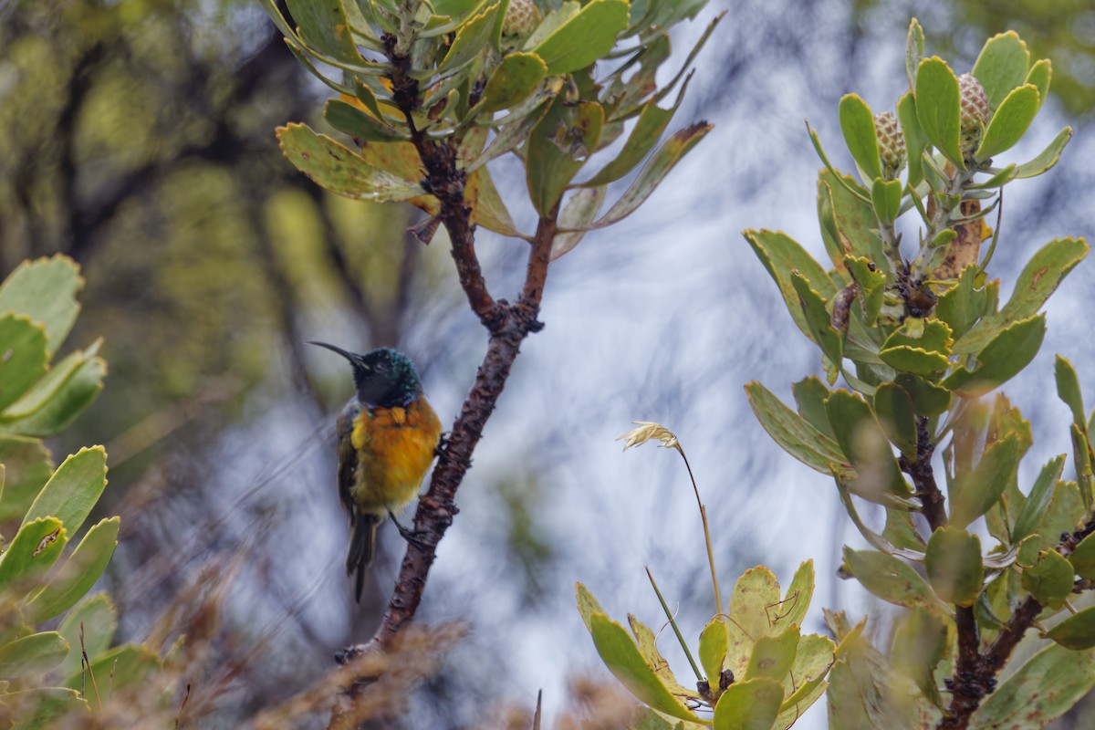 Orange-breasted Sunbird - ML627807051