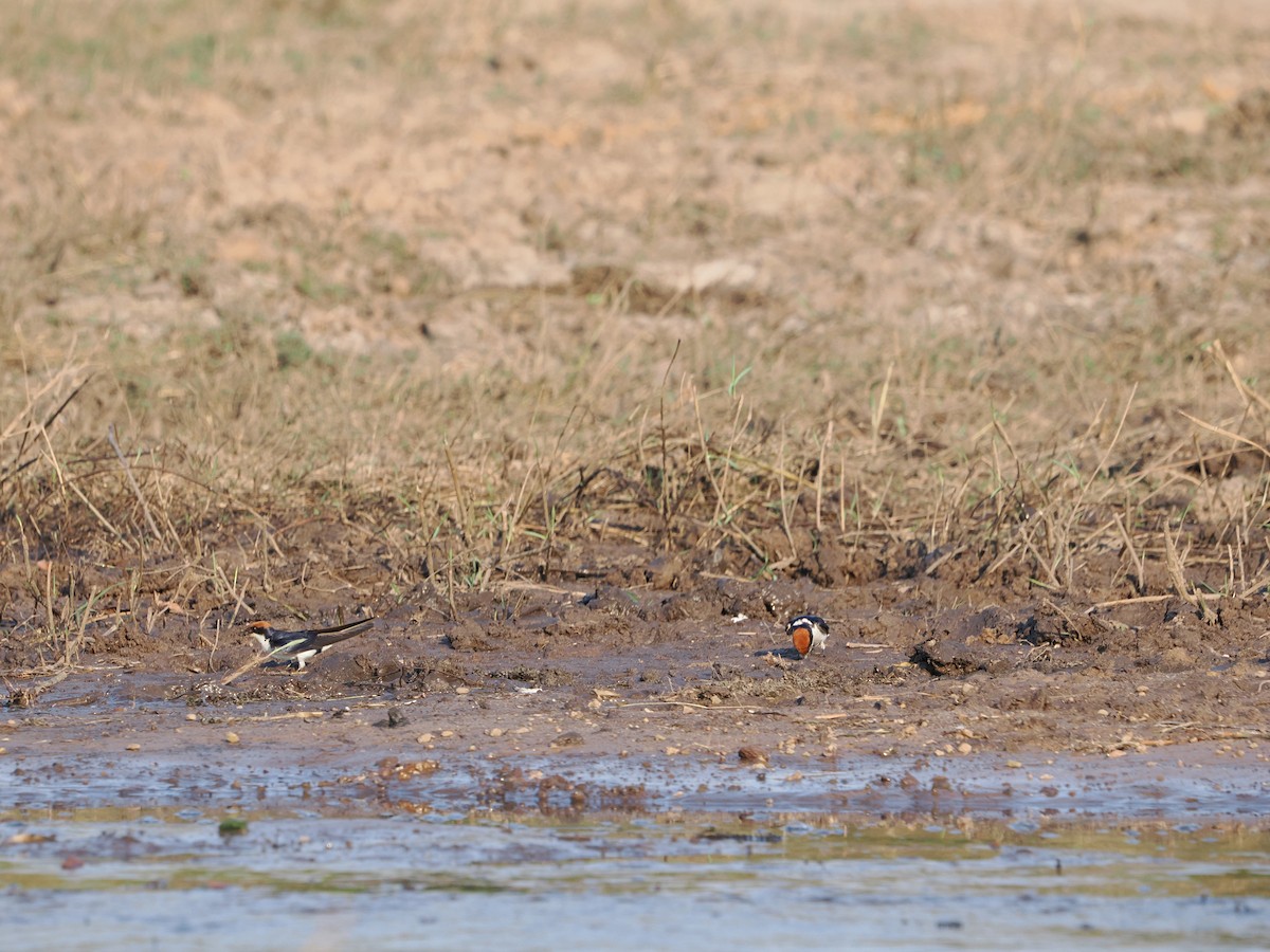 Wire-tailed Swallow - ML627807065