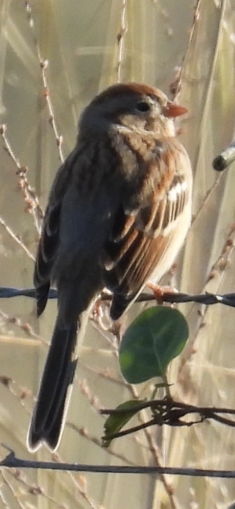 Field Sparrow - ML627807078