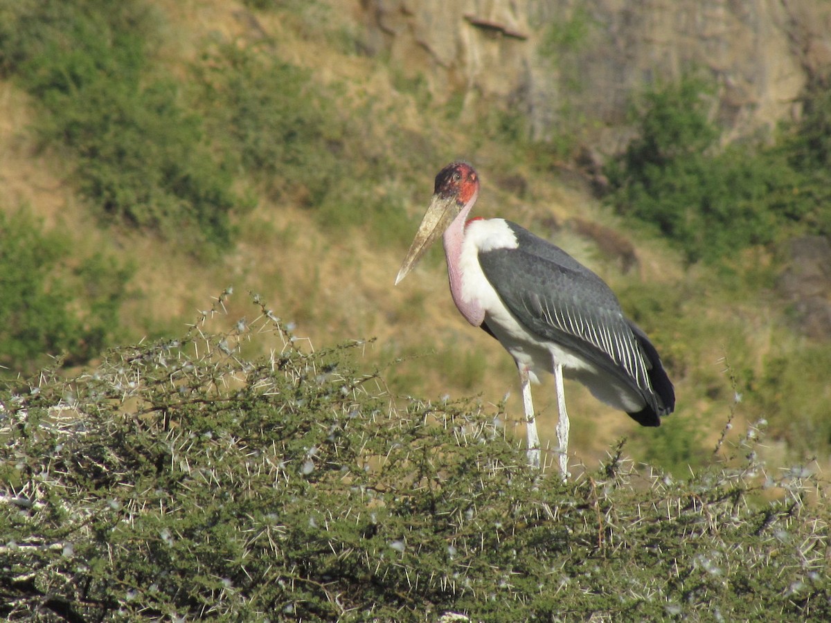 Marabou Stork - ML627807142