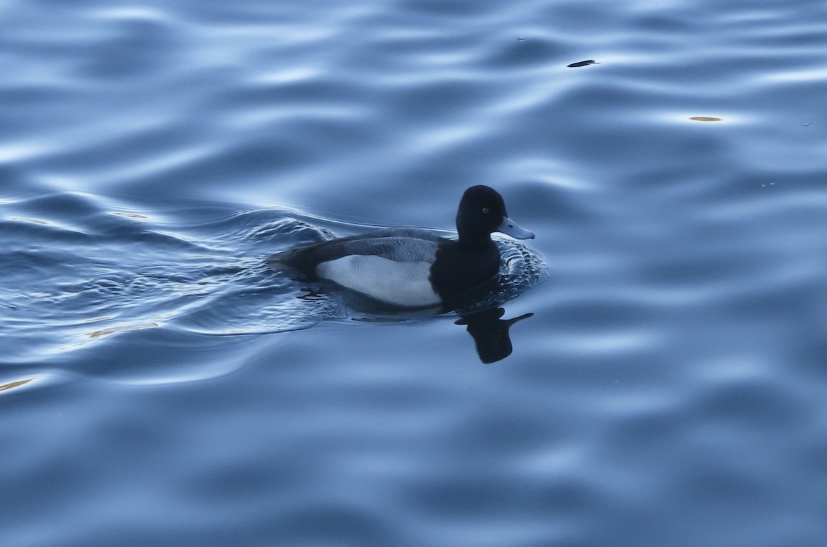 Lesser Scaup - ML627807151