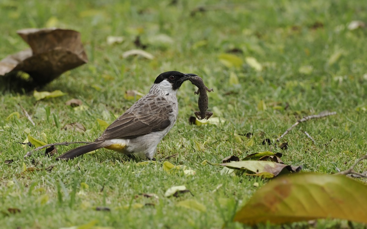 Sooty-headed Bulbul - ML627807170