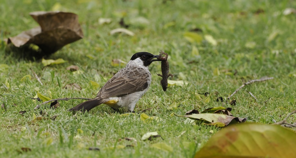 Sooty-headed Bulbul - ML627807171