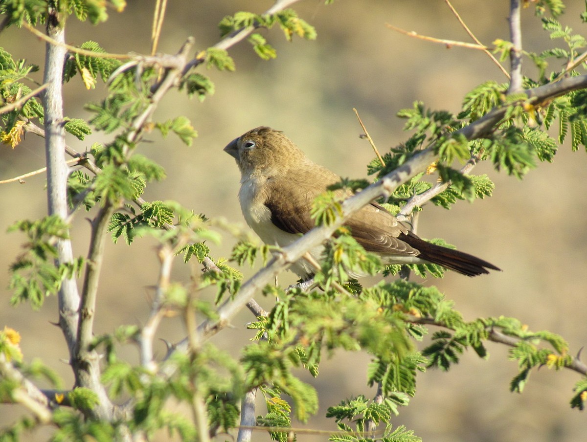 African Silverbill - ML627807193