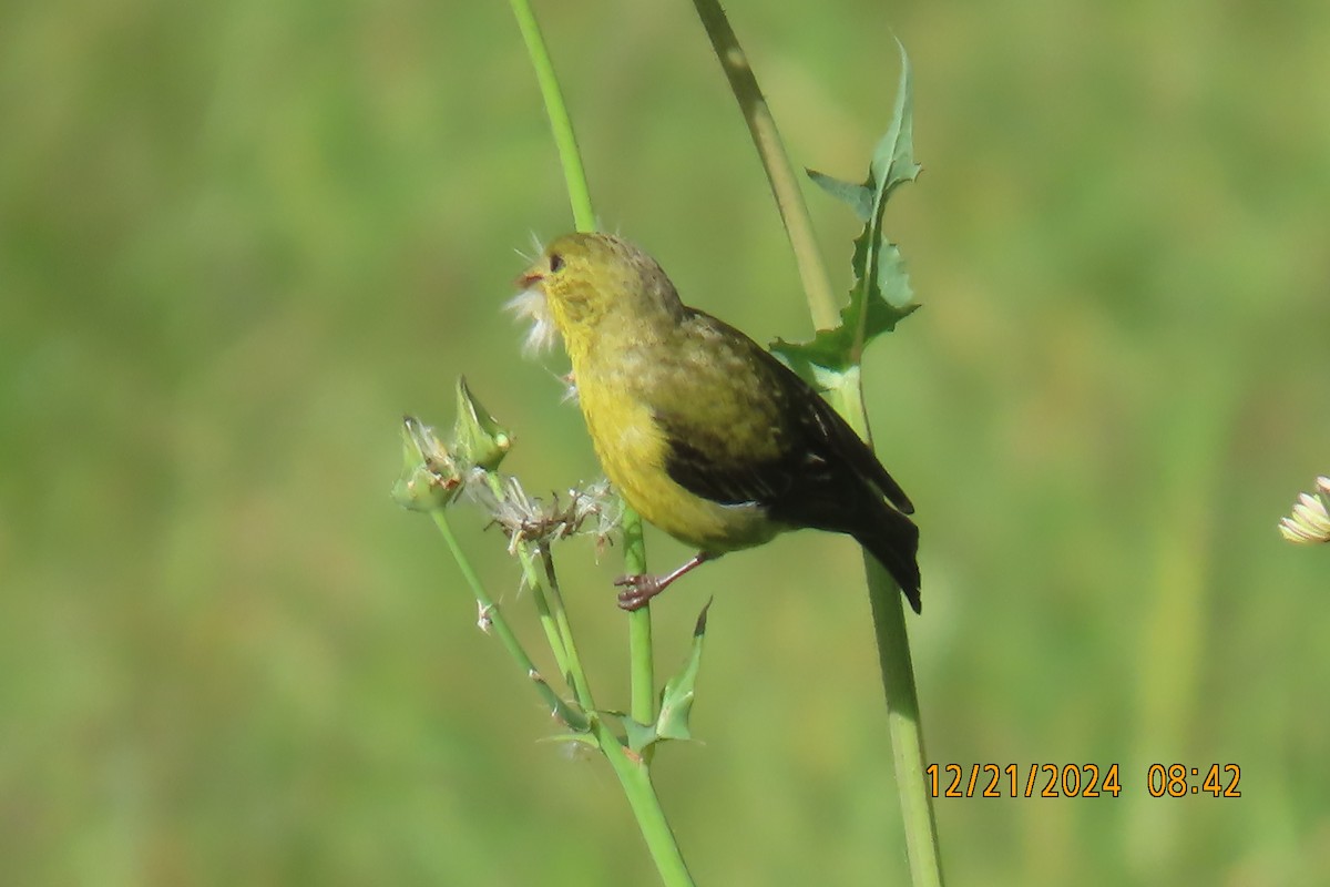 Lesser Goldfinch - ML627807196