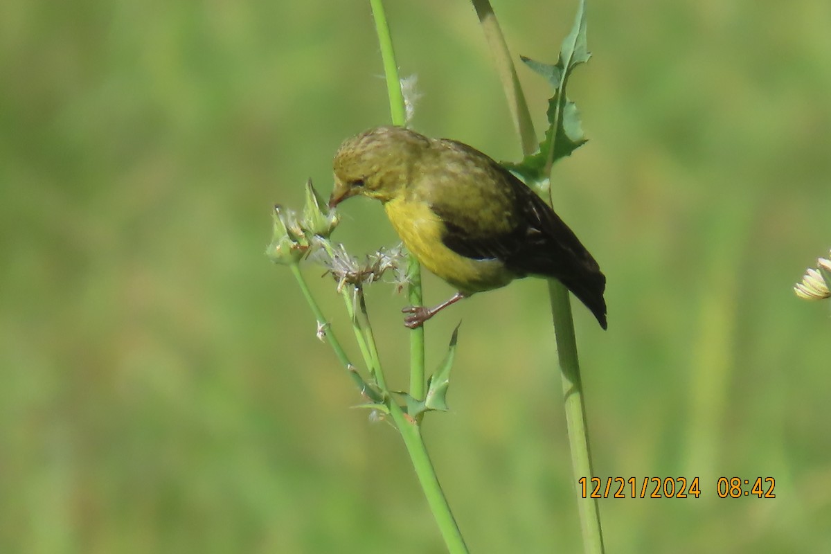 Lesser Goldfinch - ML627807197