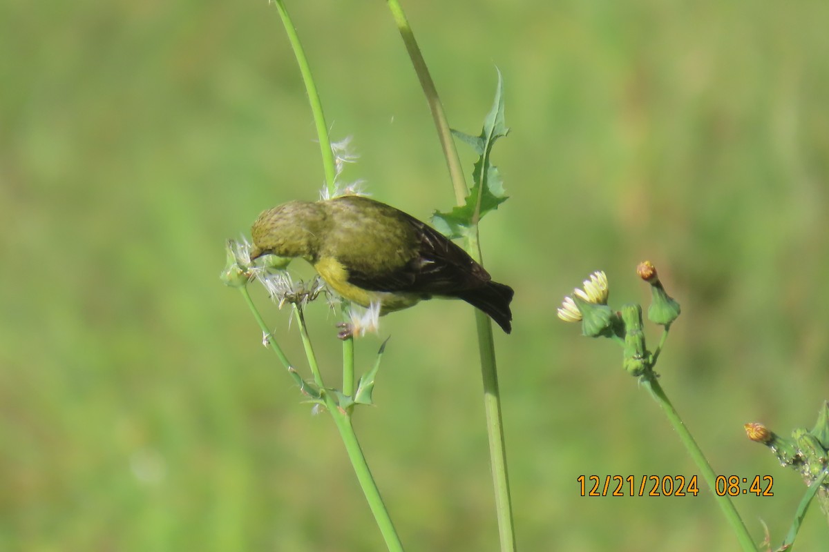 Lesser Goldfinch - ML627807200