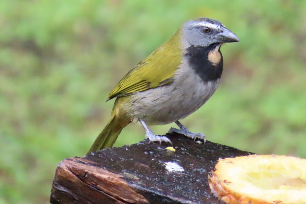 Buff-throated Saltator - ML627807207