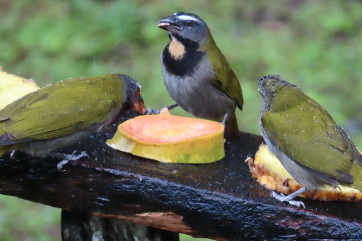 Buff-throated Saltator - ML627807208