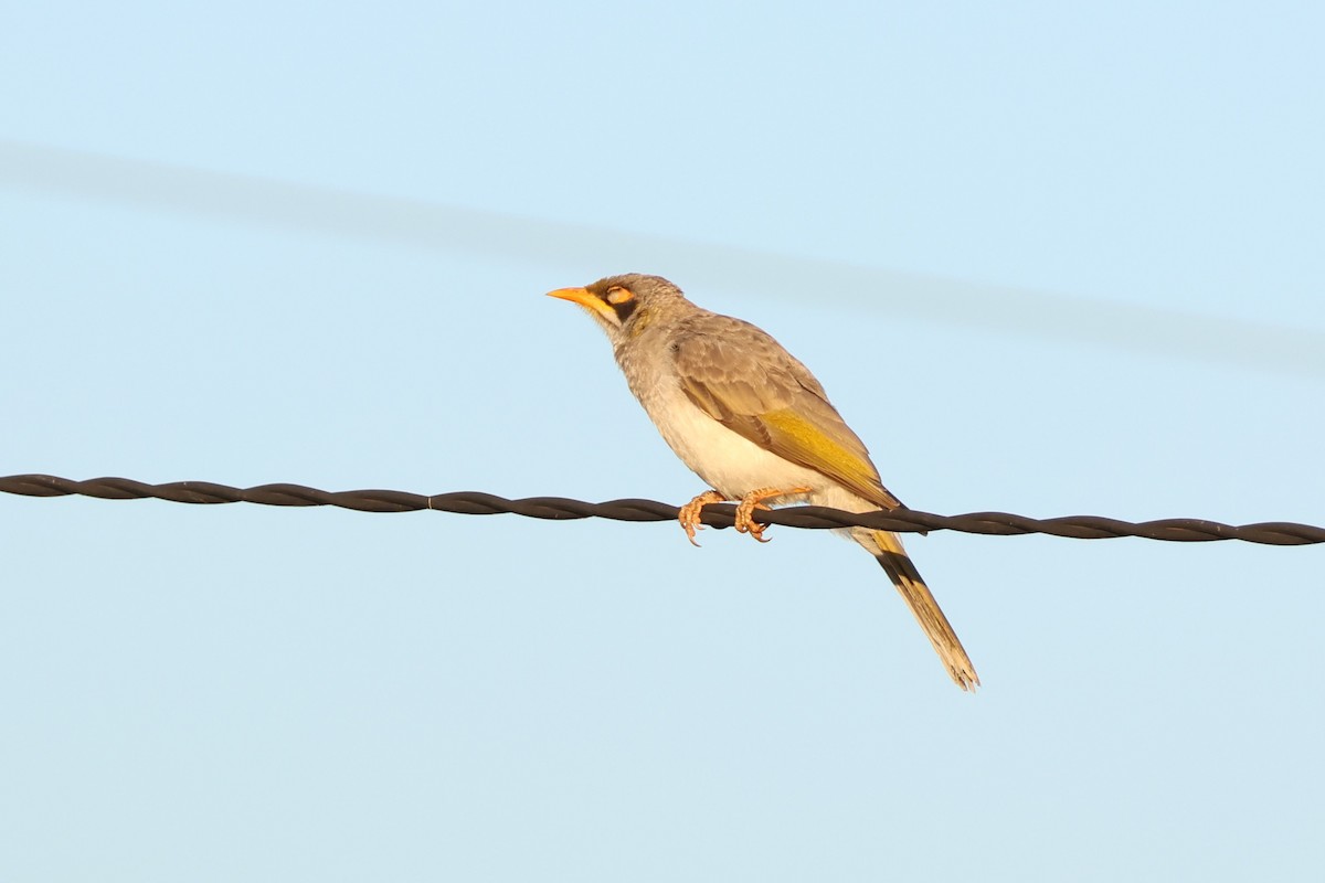 Yellow-throated Miner - ML627807220