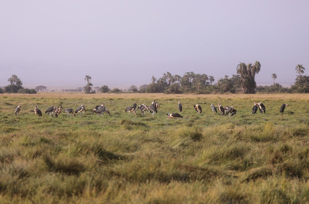 Marabou Stork - ML627807231