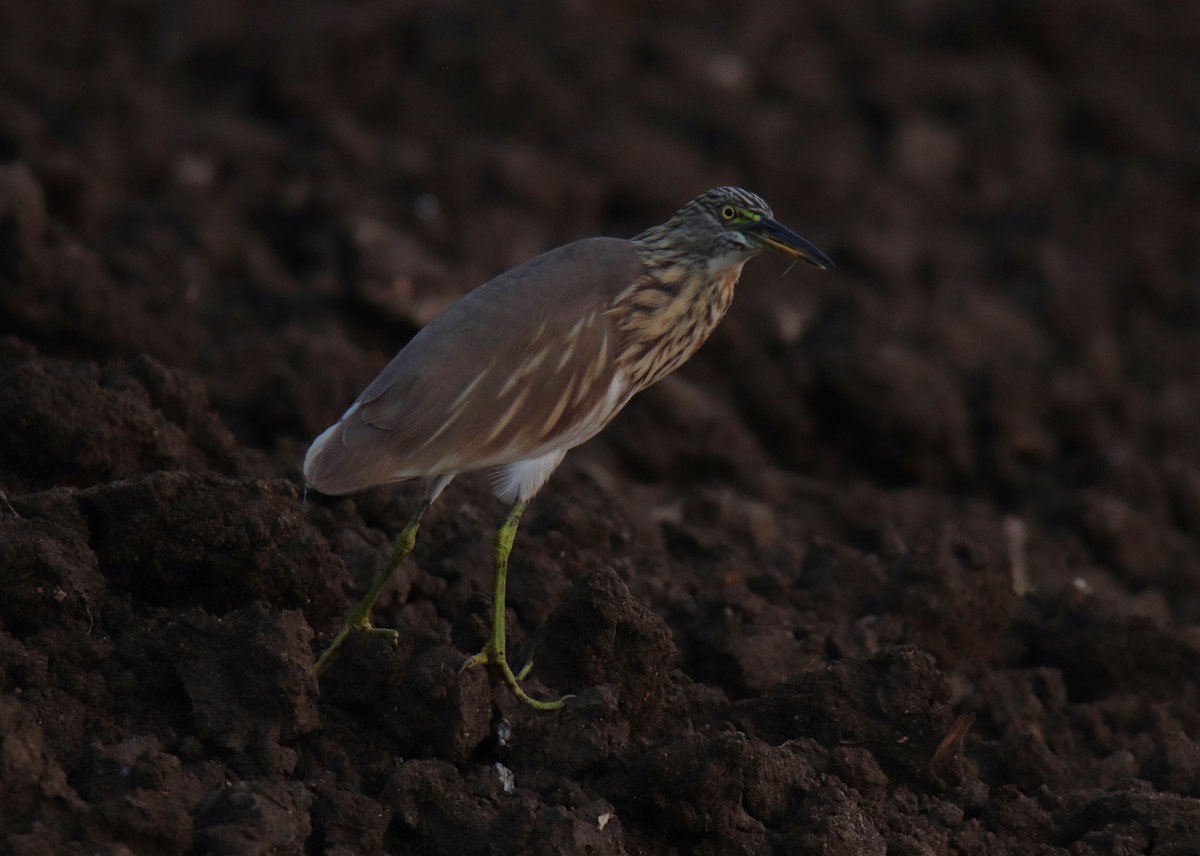 Indian Pond-Heron - ML627807234