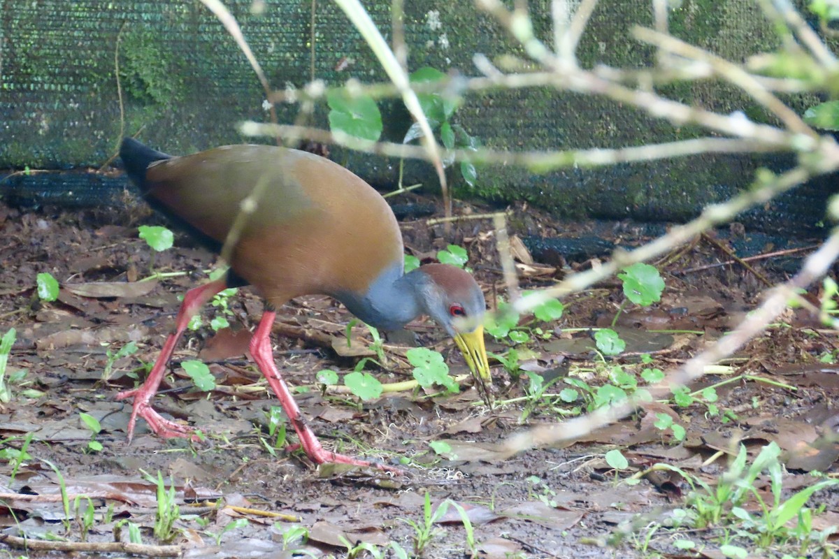 Russet-naped Wood-Rail - ML627807238