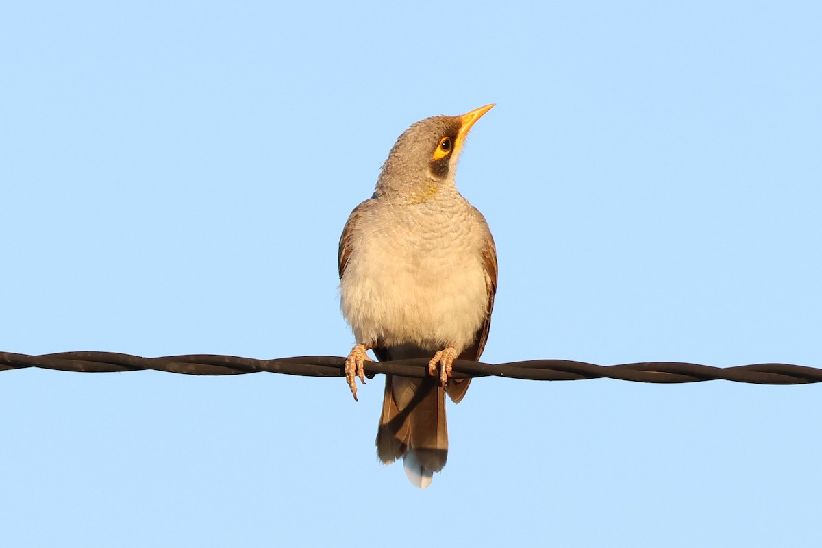 Yellow-throated Miner - ML627807248