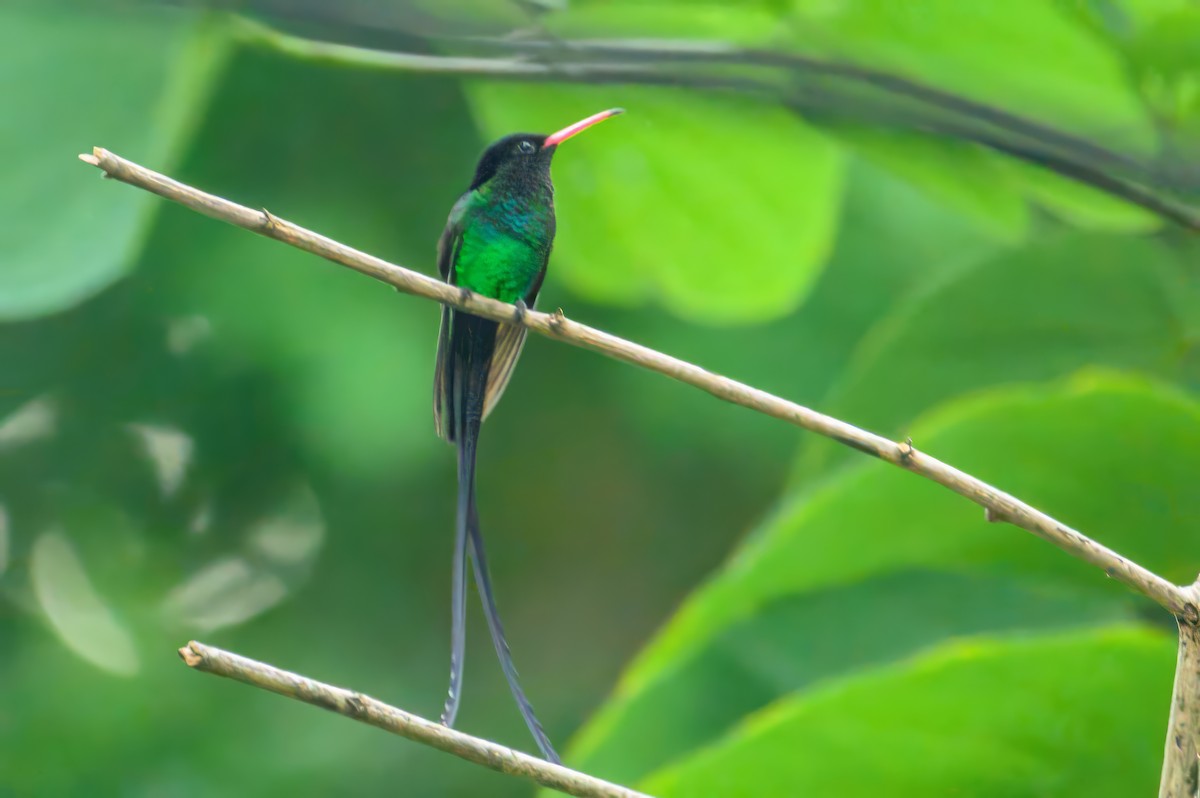 Red-billed Streamertail - ML627807264